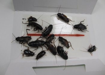 Soğuk Havada Neden Hamam Böceği İlaçlama Yaptırmalıyız?