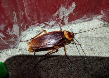 Evde Hamam Böceği Görmek Ne Anlama Gelir? Görünenin Ötesindeki Yaşam Alanları