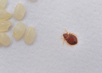 Evde Pire Nasıl Oluşur? Görünmeyen Yaşam Döngüsünü Anlamak