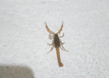 Akrep Eve Neden Girer? Yapıların İçindeki Sessiz Sığınakları Anlamak