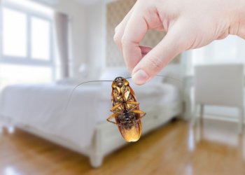 Beyoğlu Genel İlaçlama Hizmeti