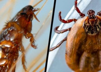 Profesyonel Pire İlaçlama