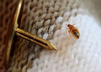 Profesyonel Tahtakurusu İlaçlama