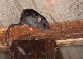 Profesyonel Fare İlaçlama 