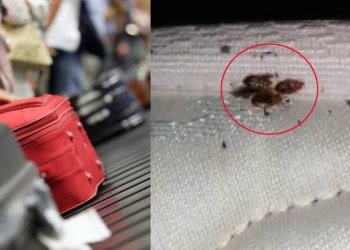 Pendik’te Tahtakurusu Sorunu: Evlerde Gece Isırıkları Neden Artıyor?