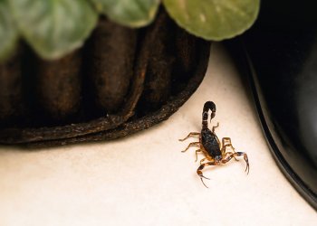 Pendik’te Akrep Görülmesi: Ev ve Bahçelerde Karşılaşılan Riskler ve Korunma Yöntemleri