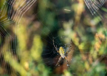 Ataköy Örümcek İlaçlama ve Yaşam Alanlarında Örümcek Davranışları